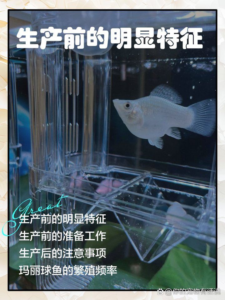 瑪麗球魚生小魚前兆【瑪麗球魚生小魚前兆及難產(chǎn)應(yīng)對方法搜狐網(wǎng)】