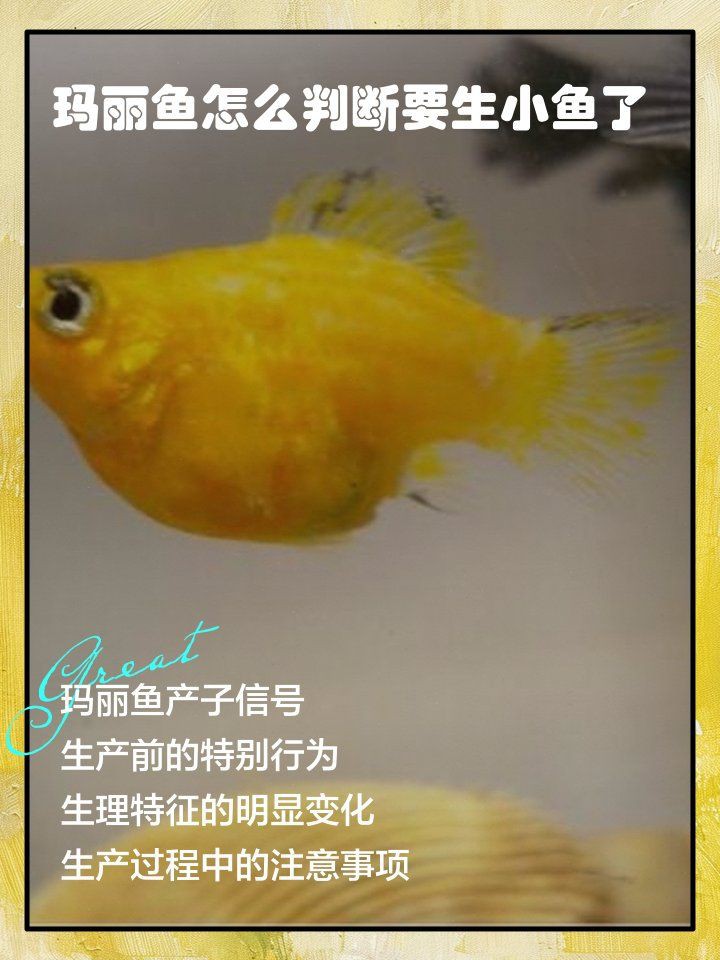 瑪麗球魚生小魚前兆【瑪麗球魚生小魚前兆及難產(chǎn)應(yīng)對方法搜狐網(wǎng)】