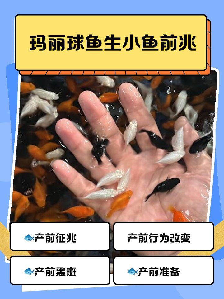 瑪麗球魚生小魚前兆【瑪麗球魚生小魚前兆及難產(chǎn)應(yīng)對方法搜狐網(wǎng)】