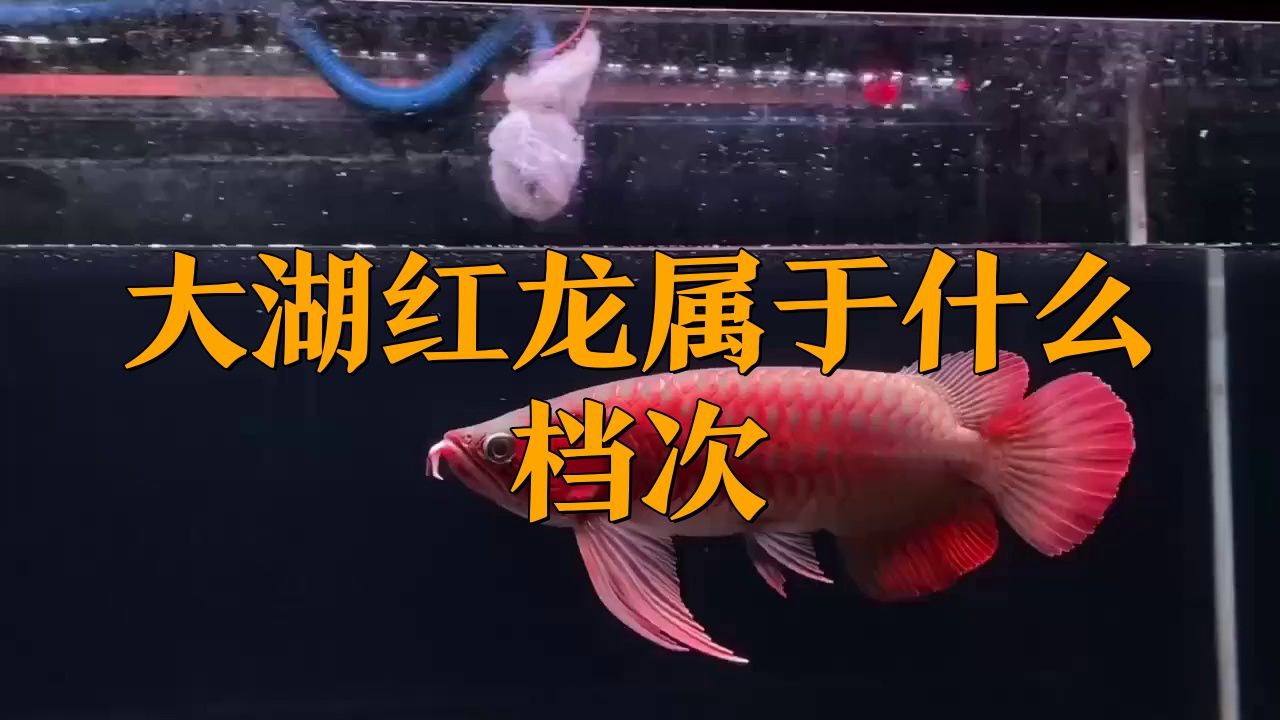 深海紅龍魚什么檔次，大湖紅龍屬于什么檔次
