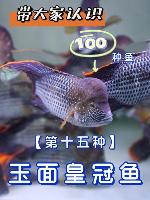 皇冠魚公母辨認圖【《皇冠魚公母辨認圖》聚焦于如何準確區分皇冠魚的性別】