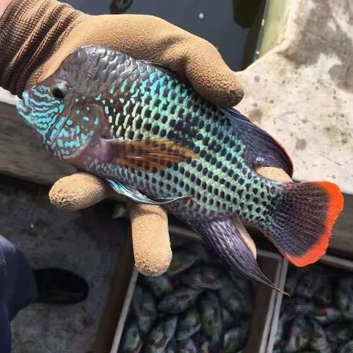 皇冠魚公母辨認圖【《皇冠魚公母辨認圖》聚焦于如何準確區分皇冠魚的性別】