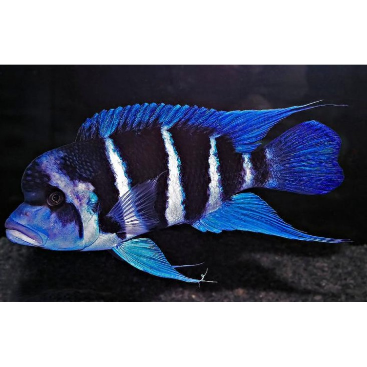 什么品種六間魚不兇【《水族箱變成水下魚劇院》】