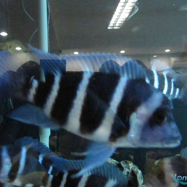 什么品種六間魚不兇【《水族箱變成水下魚劇院》】