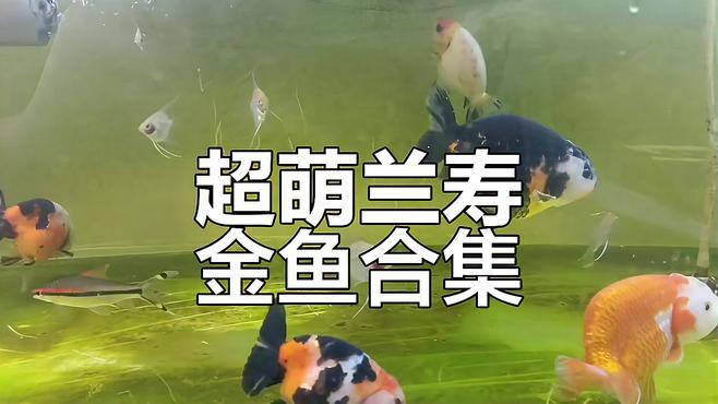 蘭壽金魚(yú)視頻觀賞大全【《蘭壽金魚(yú)視頻觀賞大全》】