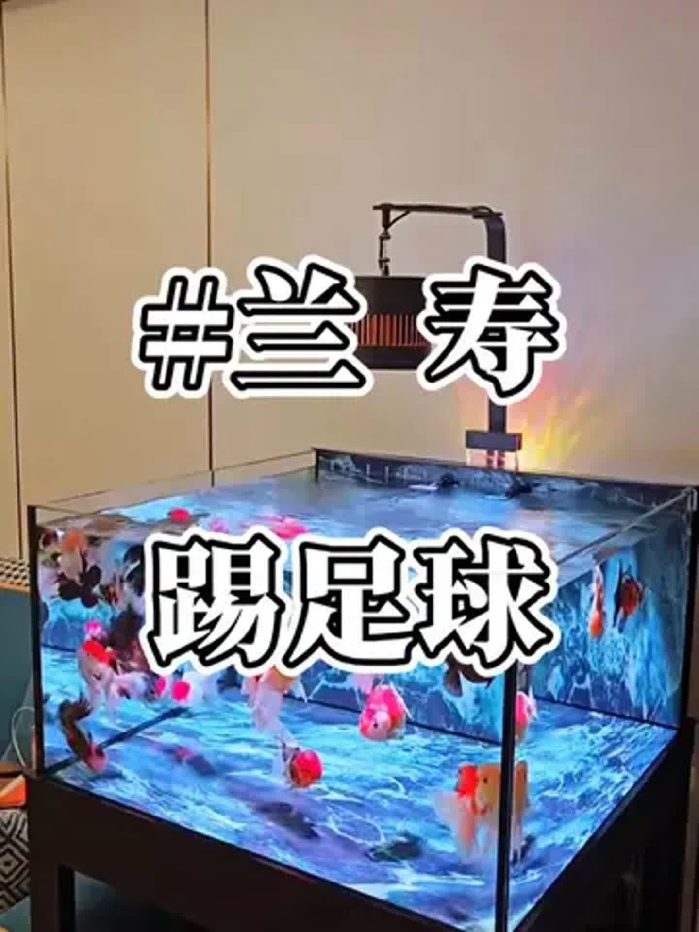 蘭壽金魚(yú)視頻觀賞大全【《蘭壽金魚(yú)視頻觀賞大全》】