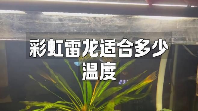 彩虹雷龍魚的最佳飼養溫度是多少？【彩虹雷龍魚水溫多少溫度】