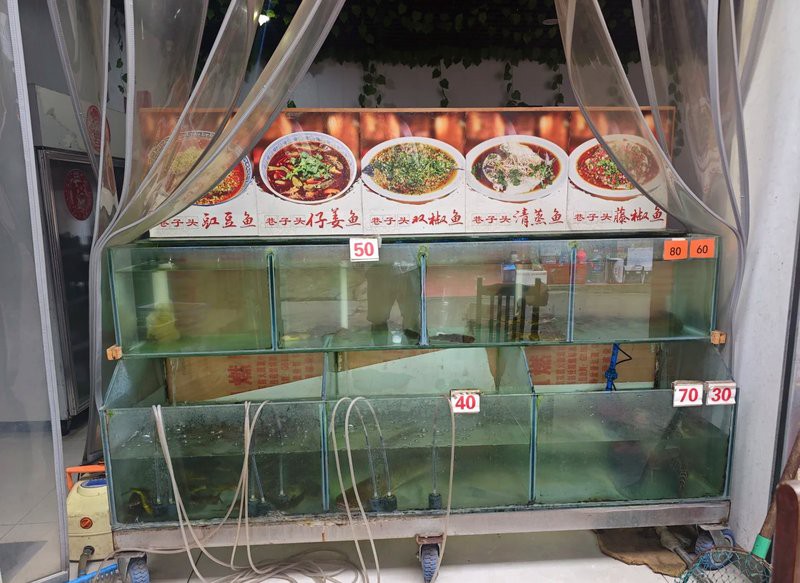 樂(lè)山龍魚(yú)店【樂(lè)山龍魚(yú)店哪個(gè)口碑最好】