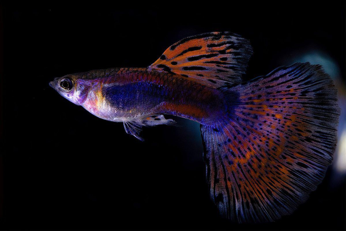 孔雀魚邊生邊撈小魚嗎，孔雀魚生小魚,到底要不要單獨撈出一文解鎖繁殖秘籍!