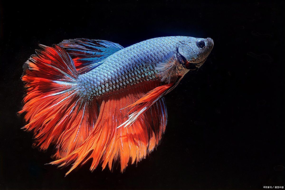 孔雀魚邊生邊撈小魚嗎，孔雀魚生小魚,到底要不要單獨撈出一文解鎖繁殖秘籍!