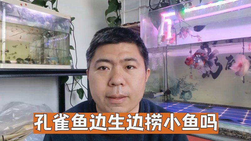孔雀魚邊生邊撈小魚嗎，孔雀魚生小魚,到底要不要單獨撈出一文解鎖繁殖秘籍!