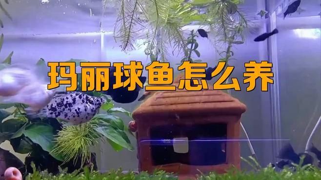 瑪麗球魚為什么不建議養，瑪麗球魚為什么不建議養酷颯笑匠 瑪麗球魚為什么不建議養，瑪麗球魚為什么不建議養酷颯笑匠 龍魚百科 第6張