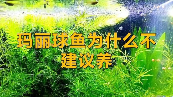 瑪麗球魚為什么不建議養，瑪麗球魚為什么不建議養酷颯笑匠 瑪麗球魚為什么不建議養，瑪麗球魚為什么不建議養酷颯笑匠 龍魚百科 第1張