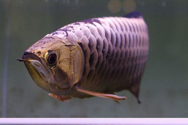 什么是古典過背金龍魚，古典過背金龍魚的古典過背金龍魚頭頂金線的特征