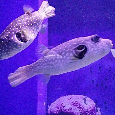 巴中水族店，巴中市還有哪些水族店