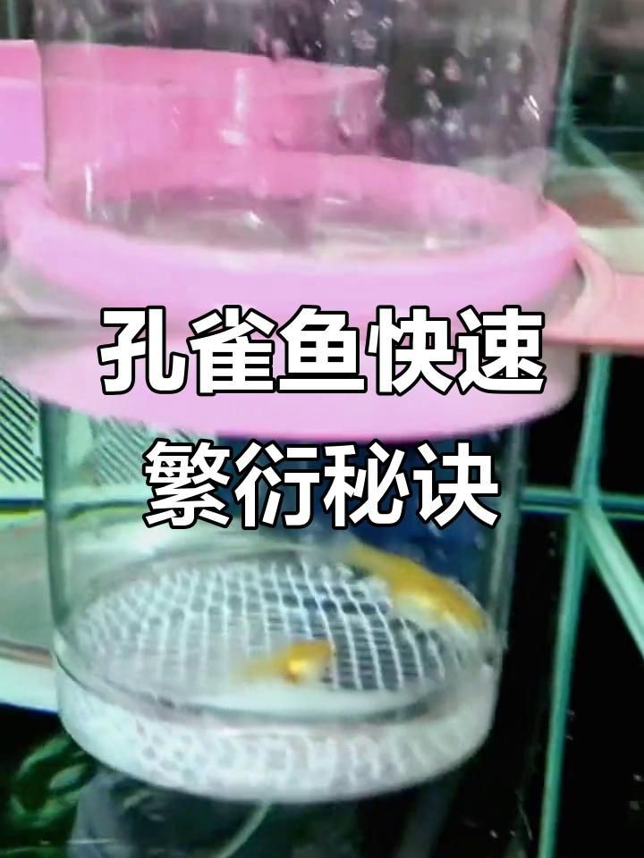 孔雀魚繁殖視頻，孔雀魚的繁殖過程