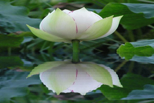 佛教中的寓意，佛教中的蓮花