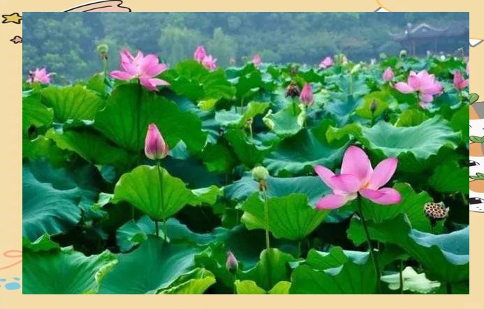 佛教中的寓意，佛教中的蓮花