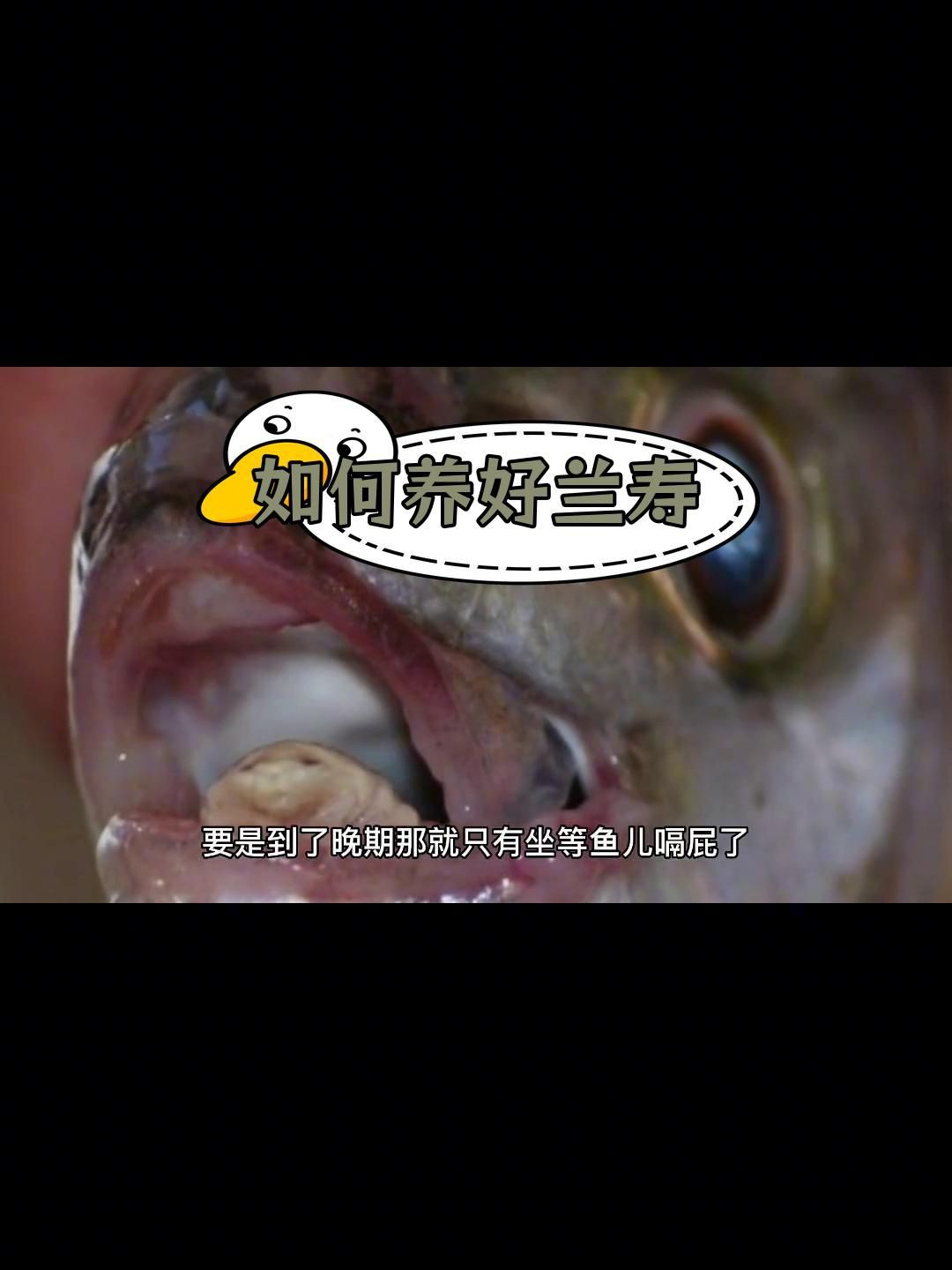 有哪些觀賞魚容易得爛鰓病？，蘭壽金魚爛鰓什么原因?qū)櫸锷罴仪圄~爛鰓怎么回事
