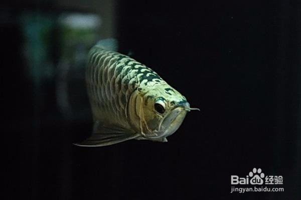 養(yǎng)金龍魚的忌諱，《養(yǎng)金龍魚的忌諱》