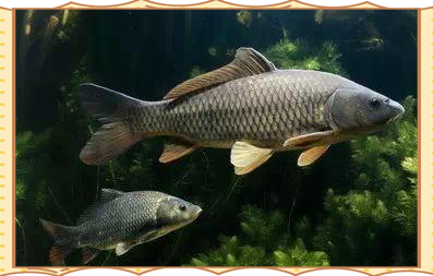 東北三道鱗鯉魚，東北三道鱗鯉魚，你吃過嗎？