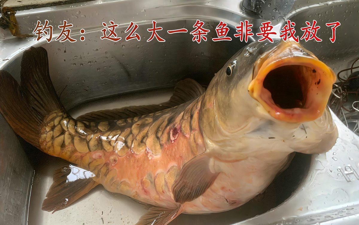 東北三道鱗鯉魚，東北三道鱗鯉魚，你吃過嗎？
