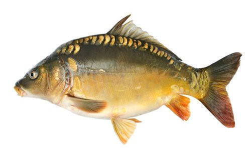 東北三道鱗鯉魚，東北三道鱗鯉魚，你吃過嗎？