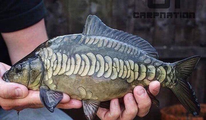 東北三道鱗鯉魚，東北三道鱗鯉魚，你吃過嗎？