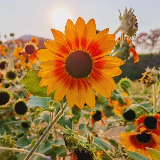 泰州魚缸店，興化市騰龍水族店