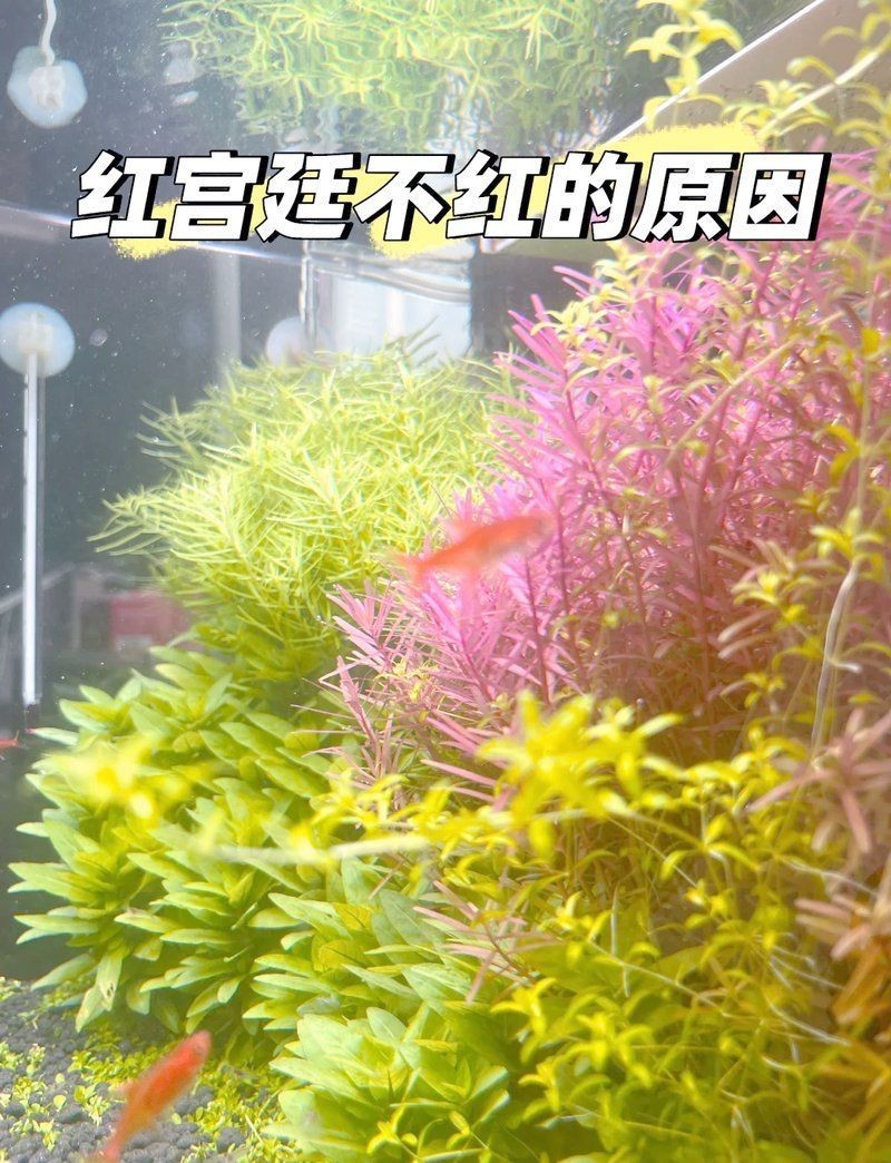 紅帝王怎么發色，“紅帝王”發色受影響，紅龍魚發色的關鍵因素是什么