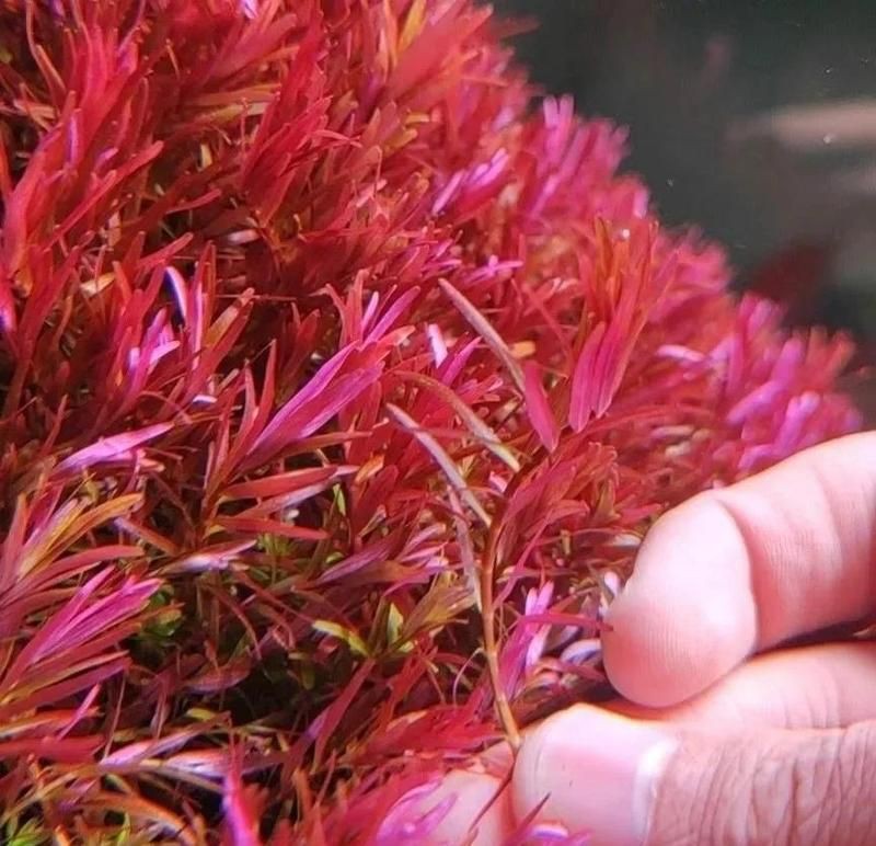 紅帝王怎么發色，“紅帝王”發色受影響，紅龍魚發色的關鍵因素是什么