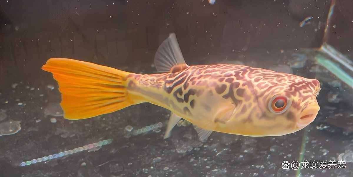 狗頭河豚可以養兩只嗎，狗頭河豚可以同時飼養兩只狗頭河豚嗎