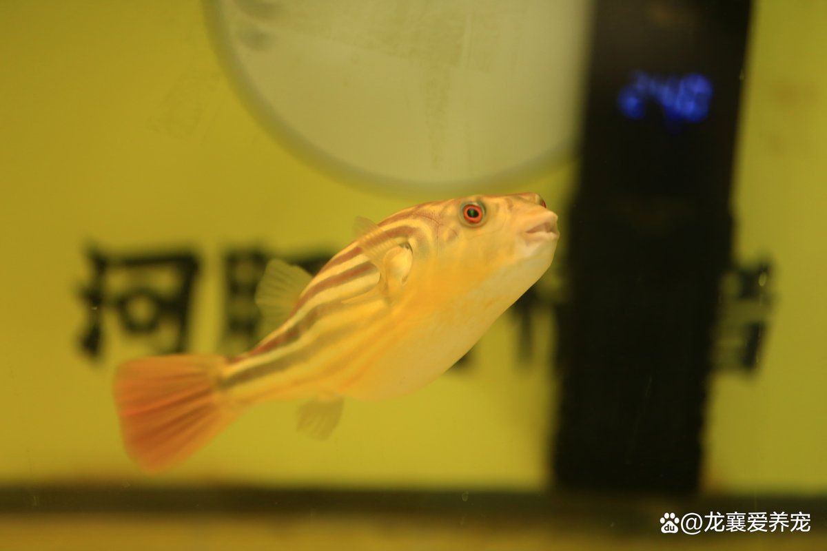 狗頭河豚可以養兩只嗎，狗頭河豚可以同時飼養兩只狗頭河豚嗎