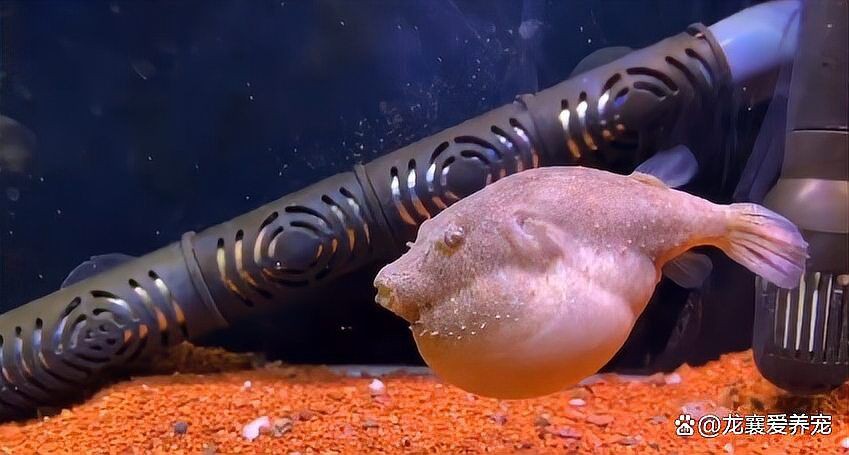 狗頭河豚可以養兩只嗎，狗頭河豚可以同時飼養兩只狗頭河豚嗎