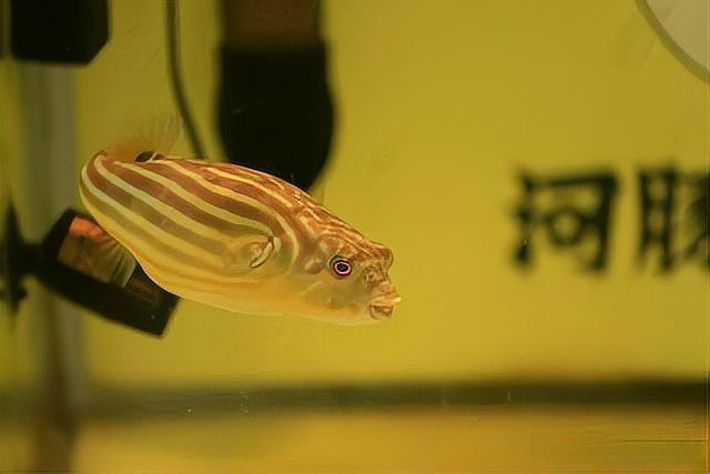 狗頭河豚可以養兩只嗎，狗頭河豚可以同時飼養兩只狗頭河豚嗎