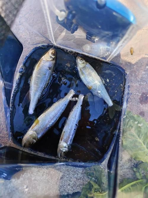 國家二級保護魚種圖片，國家二級保護水生動物探秘