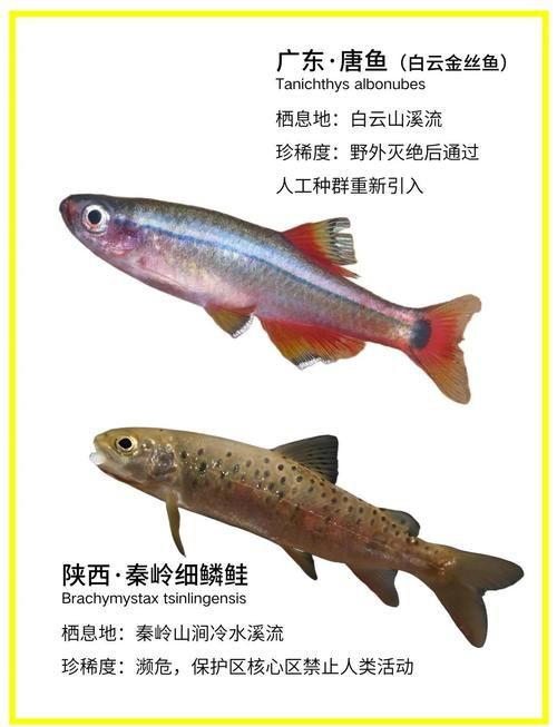 國家二級保護魚種圖片，國家二級保護水生動物探秘