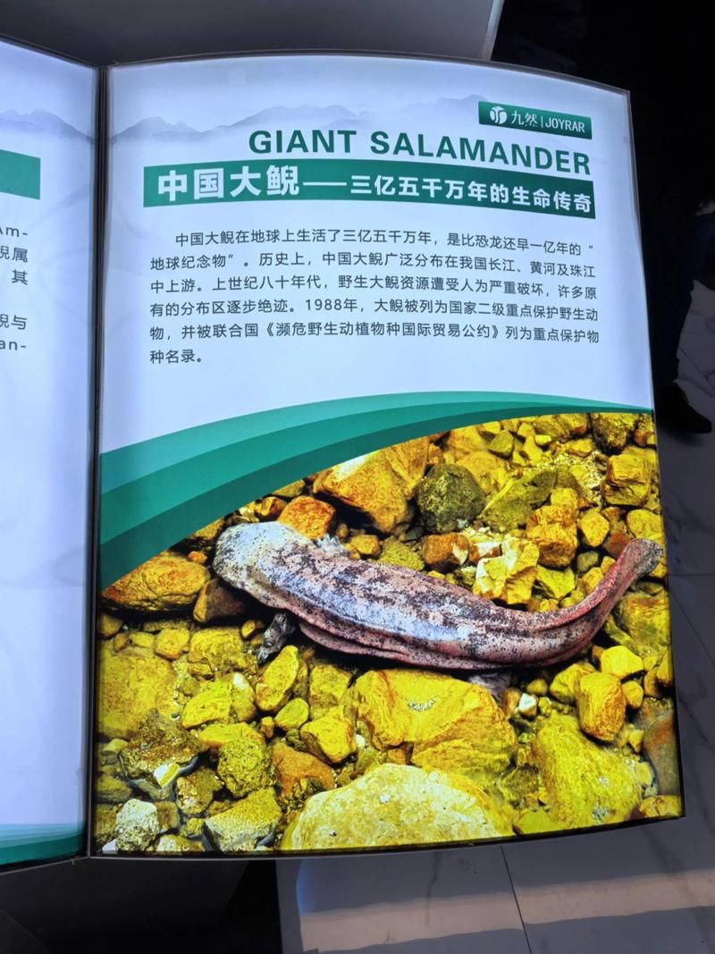 國家二級保護魚種圖片，國家二級保護水生動物探秘