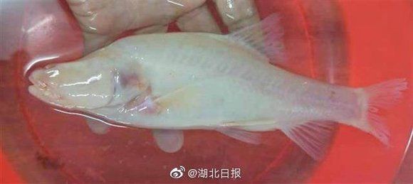 國家二級保護魚種圖片，國家二級保護水生動物探秘
