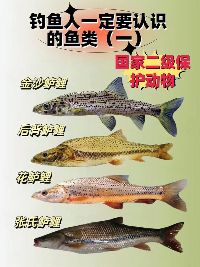 國家二級保護魚種圖片，國家二級保護水生動物探秘
