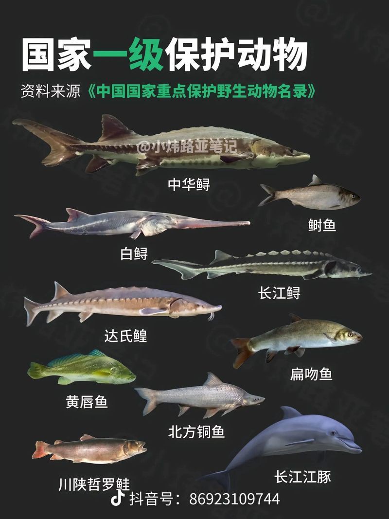 國家二級保護魚種圖片，國家二級保護水生動物探秘