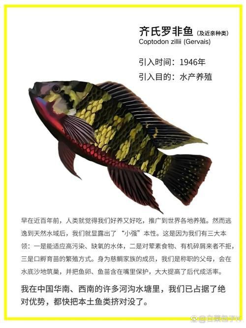 國家二級保護魚種圖片，國家二級保護水生動物探秘