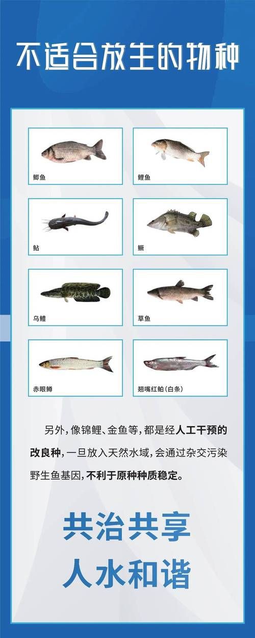 國家二級保護魚種圖片，國家二級保護水生動物探秘