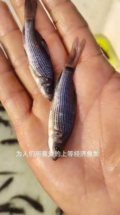 國家二級保護魚種圖片，國家二級保護水生動物探秘