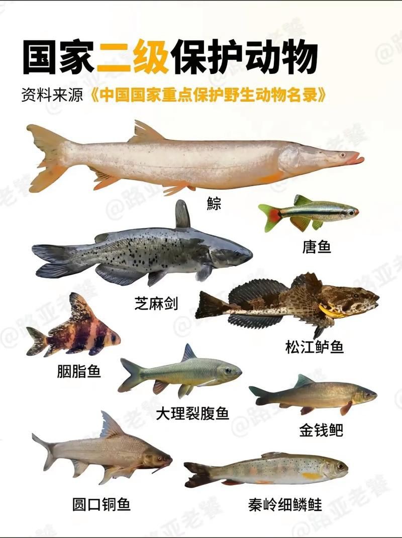 國家二級保護魚種圖片，國家二級保護水生動物探秘