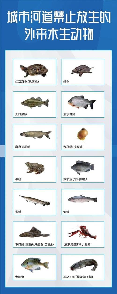 國家二級保護魚種圖片，國家二級保護水生動物探秘