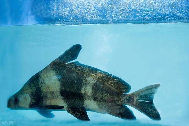 國家二級保護魚種圖片，國家二級保護水生動物探秘