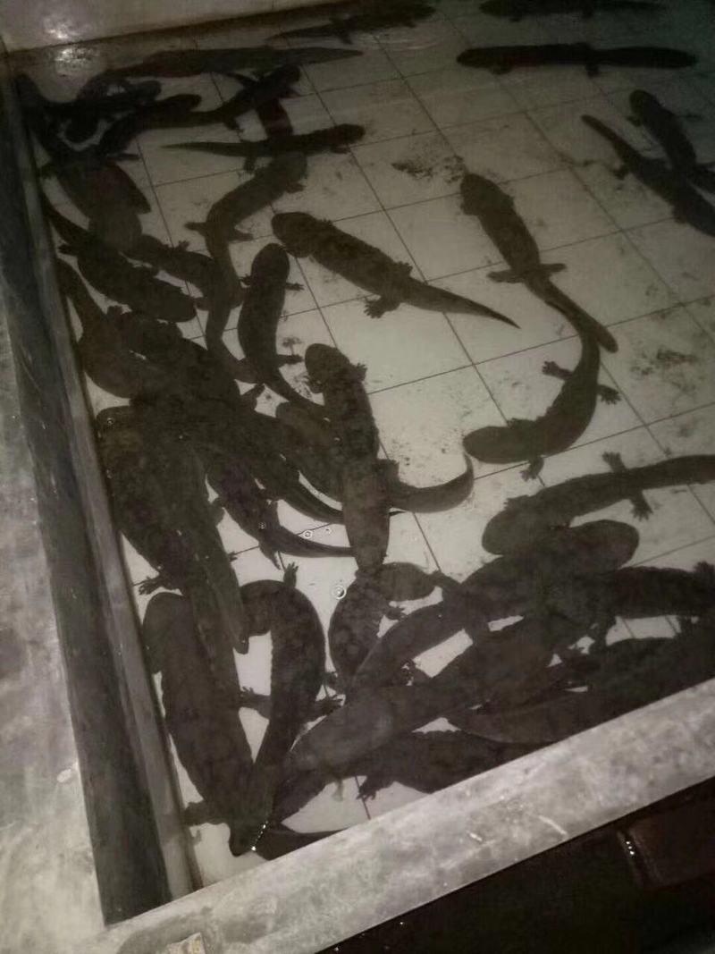 夏津龍魚店，夏津龍魚店有哪些龍魚品種