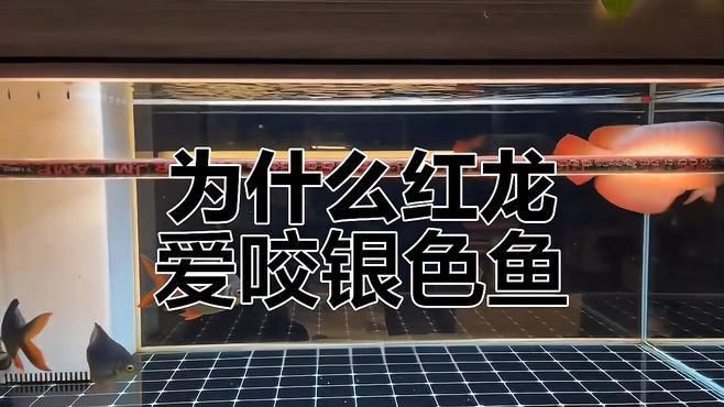 紅龍魚會攻擊其他魚類嗎？，濰坊紅龍魚為何總咬這些“丑”配魚真相揭秘滿架林小姐