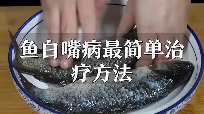 如何區分龍魚嘴上的白色肉球是哪種病因？，《如何區分龍魚嘴上的白色肉球病因》